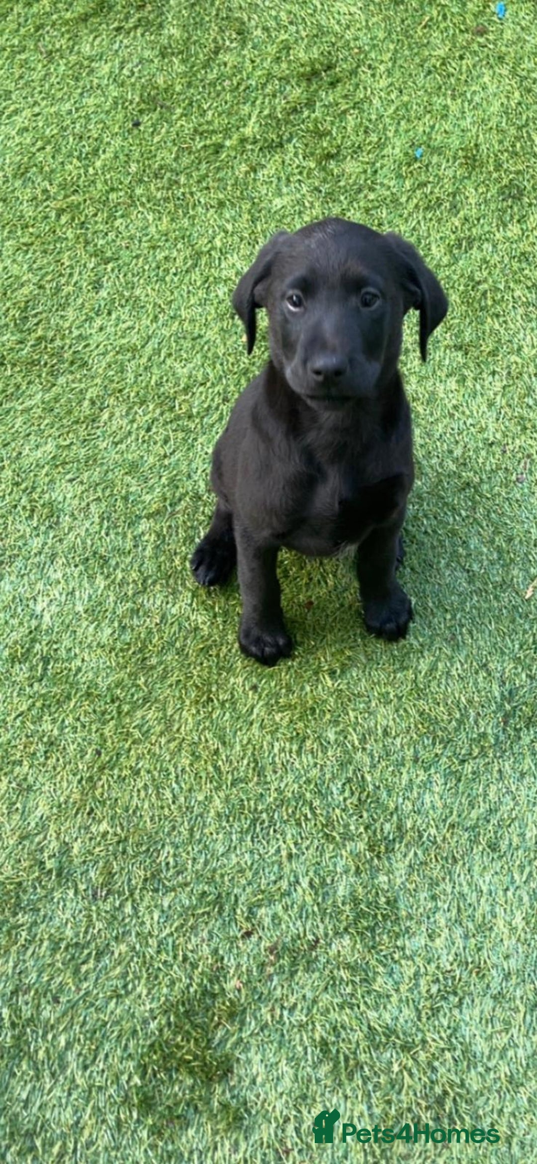 Labrador Retriever dogs for sale: Labrador puppies  - Image 2