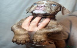 Olde English Bulldogge dogs for sale: 8 week old Olde English Bulldogges  - Advert 8