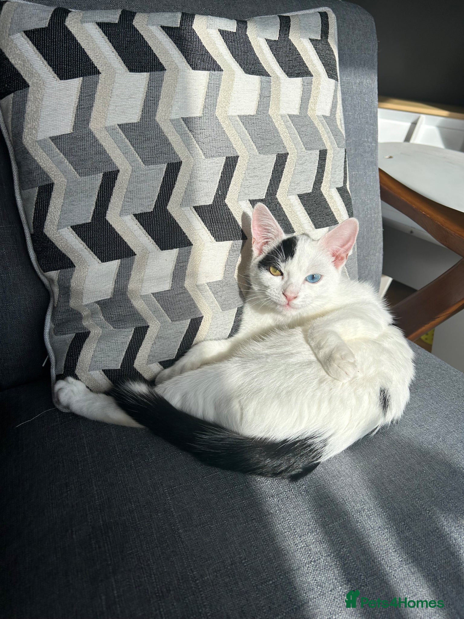 Turkish Van cats Turkish Van Kittens – Boy & Girl Ready to Go 🤍🖤 - Advert 7