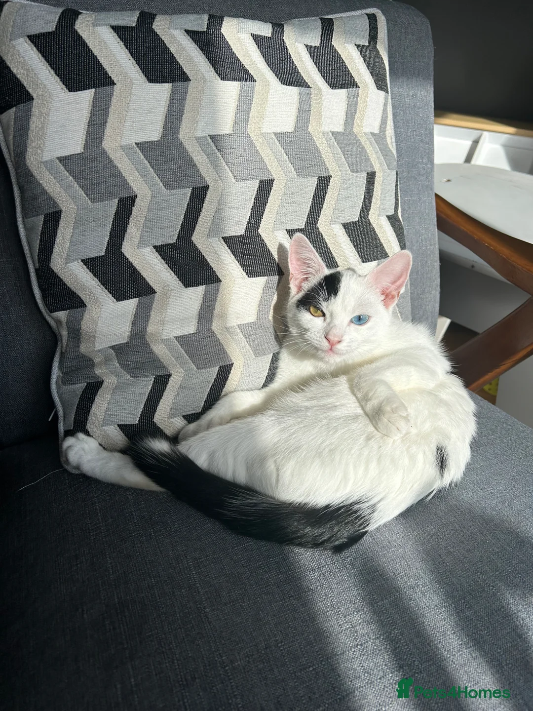 Turkish Van cats for sale: Turkish Van Kittens – Boy & Girl Ready to Go 🤍🖤 - Advert 1