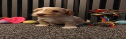 Cockapoo dogs for sale: Cockapoo puppies Doncaster - Advert 6
