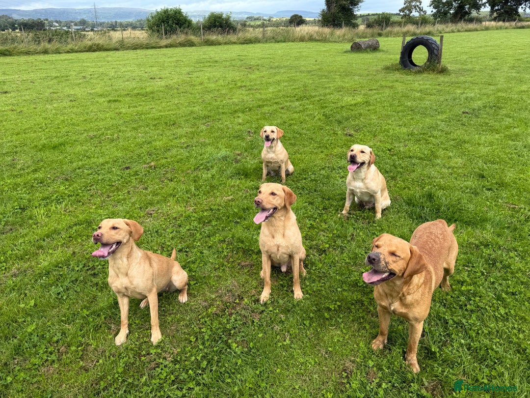 Labrador Retriever dogs for stud: 2 handsome  kc registered brothers for stud - Advert 7