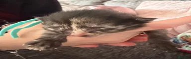 Mixed Breed 3