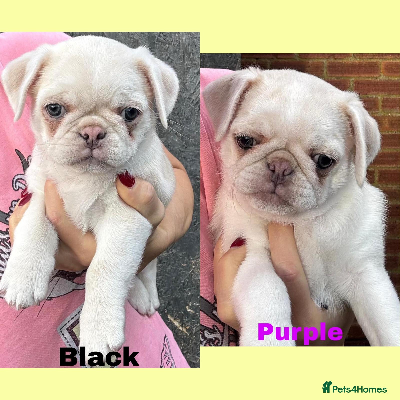 Pug dogs beautiful rare colour KC registered pug puppies - Advert 5