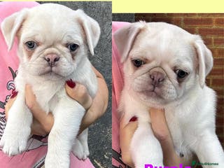 Pug dogs beautiful rare colour KC registered pug puppies - Advert 5