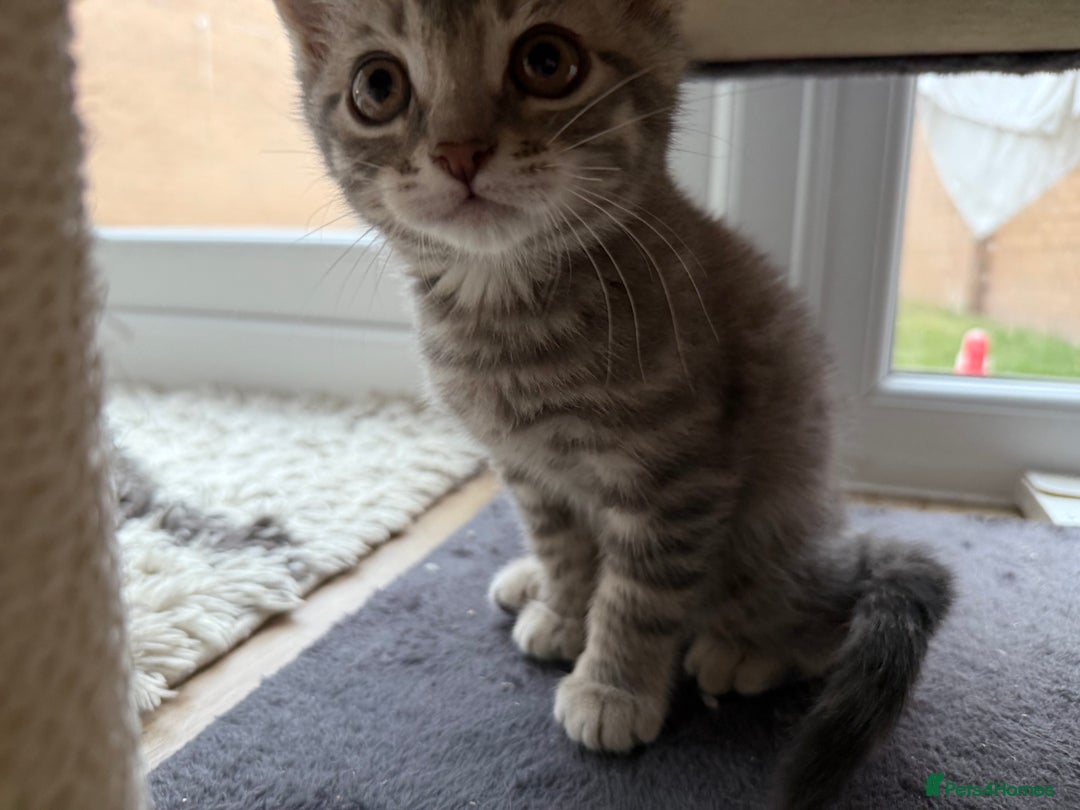 British Shorthair cats for sale: Full BSH kittens ready to leave now, 14 weeks old - Image 16