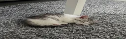 Munchkin cats for sale: ✨ **A tiny hug in a mug** ✨ - Advert 14