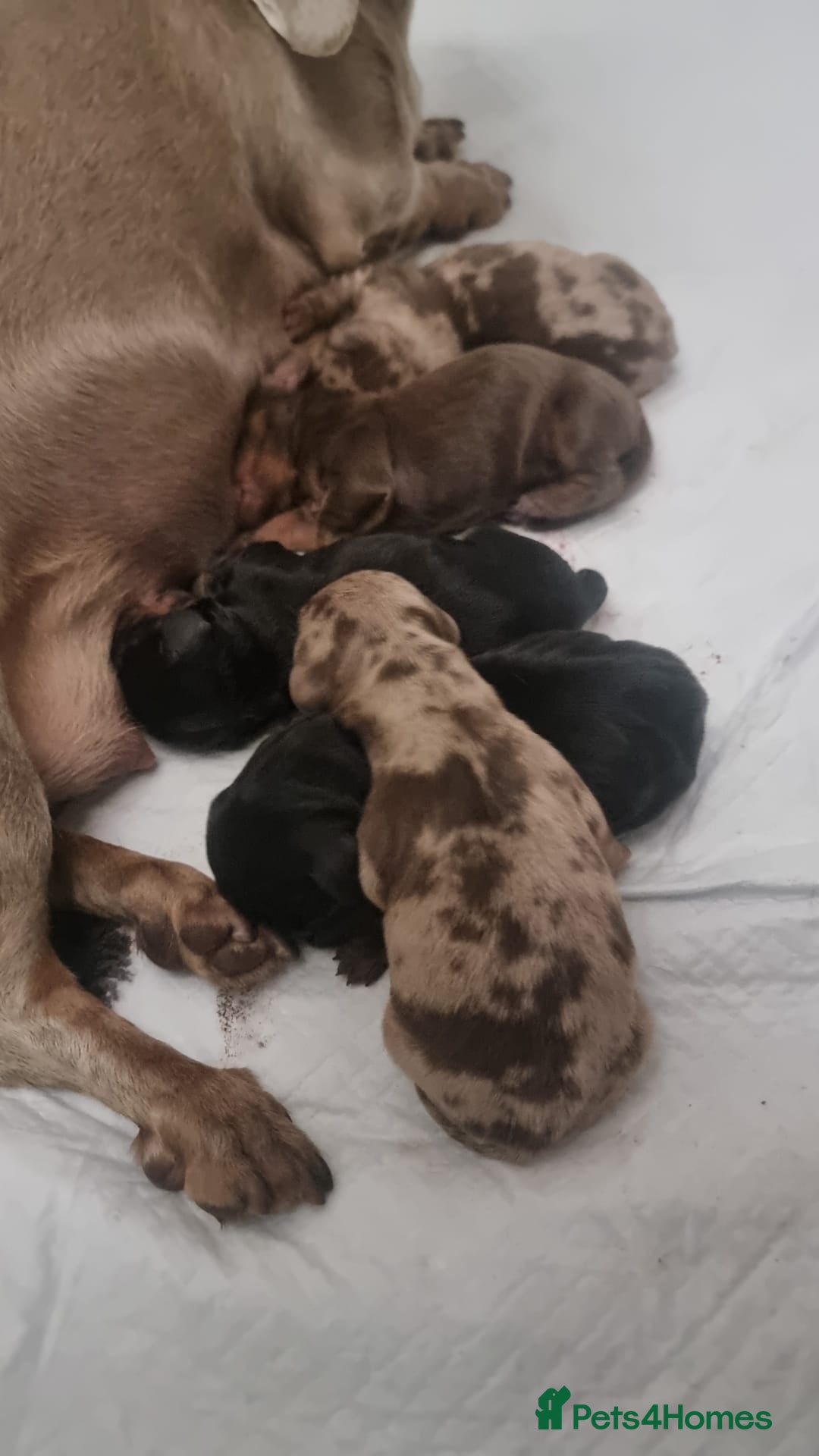 Miniature Dachshund dogs for stud: Silver Dapple Miniature Dachshund Stud KC Reg - Advert 3