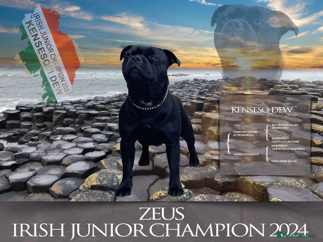 Staffordshire Bull Terrier dogs for stud: Grand Champion Sired - Multi Champion Bloodlines S in Basingstoke - Advert 16