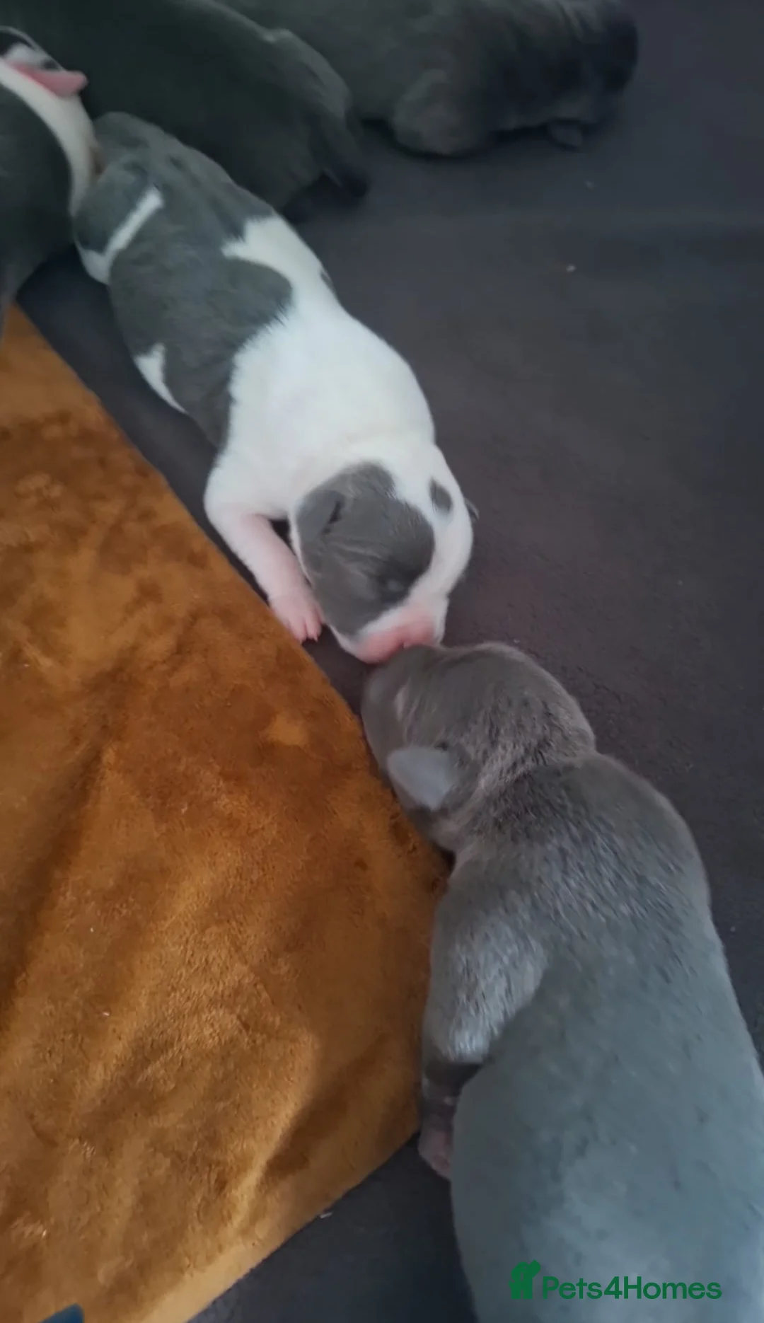 Staffordshire Bull Terrier dogs for stud: KC Registered Blue Staff Stud includes A.I in Liverpool - Advert 17