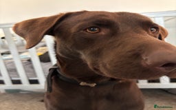 Mixed Breed dogs for sale: Flake 2 year old lab cross - Image 3