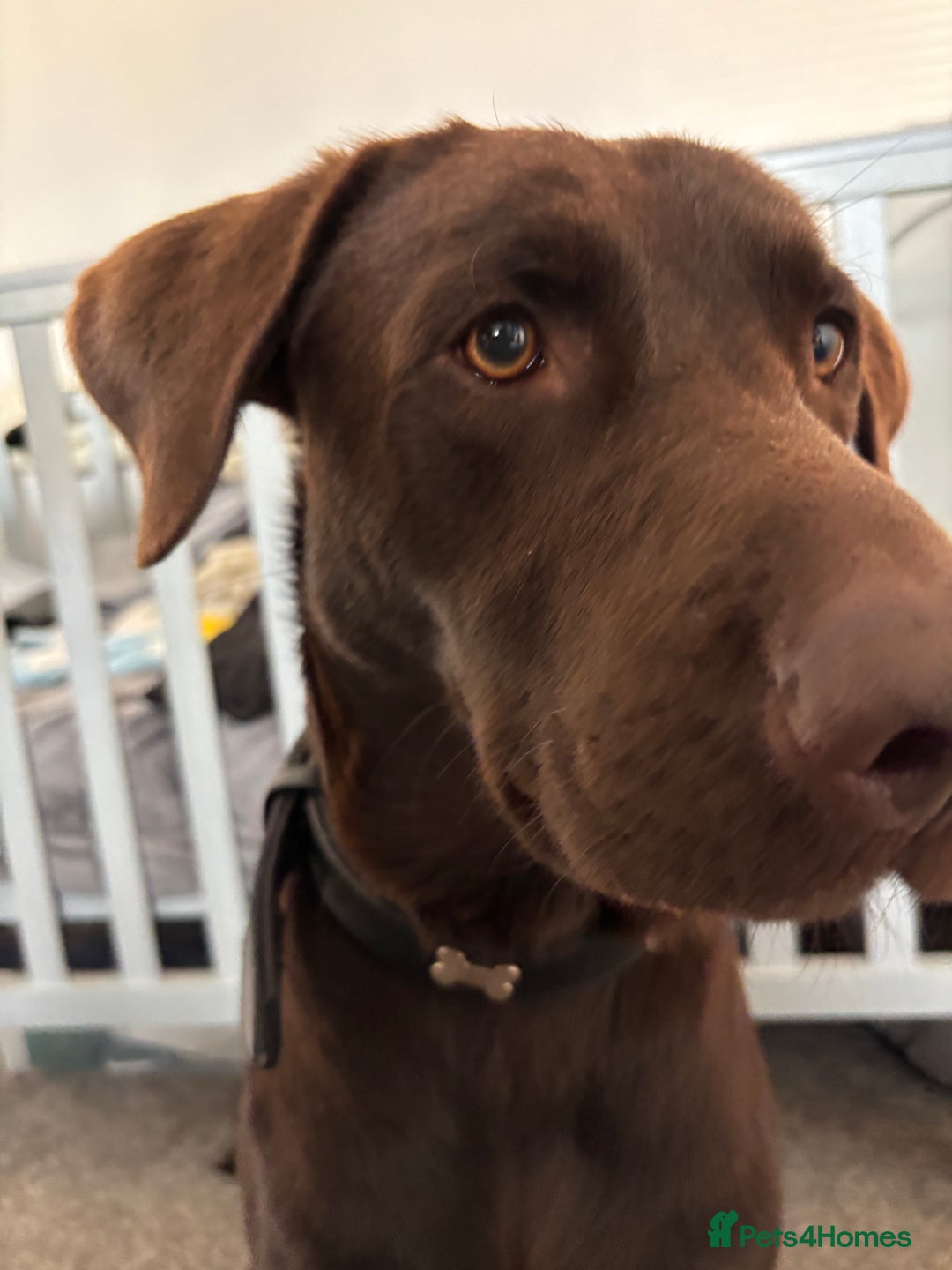 Mixed Breed dogs for sale: Flake 2 year old lab cross - Image 3