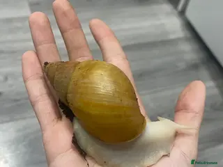 Snails invertebrates 17 Giant African Land Snails Free to a good home. - Advert 9