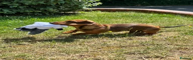 Dachshund Puppy 6