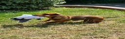 Dachshund dogs for sale: Wire haired & smooth recessives dachshunds - Advert 10