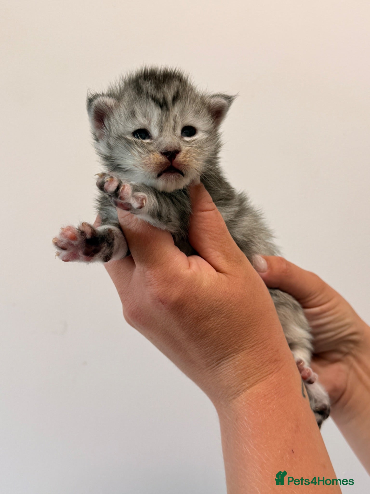 Maine Coon cats TICA registered Maine Coon kittens  - Advert 2