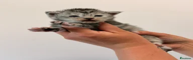 Maine Coon 3