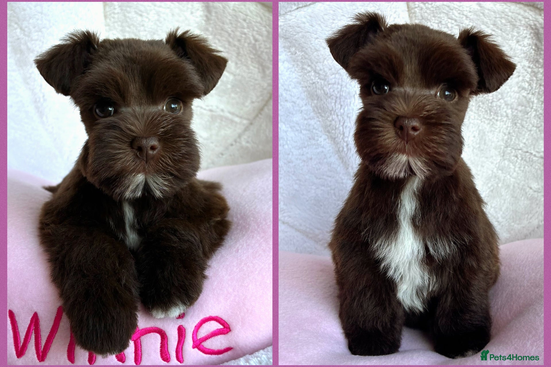 Miniature Schnauzer dogs 1 CHOC GIRL - KC TOY/MINI SCHNAUZER MAC/BVA CLEAR - Advert 5