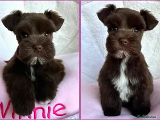 Miniature Schnauzer dogs 1 CHOC GIRL - KC TOY/MINI SCHNAUZER MAC/BVA CLEAR - Advert 5