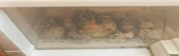 Quail poultry for sale: Jumbo Coturnix Quails and fertile eggs for sale - Advert 3