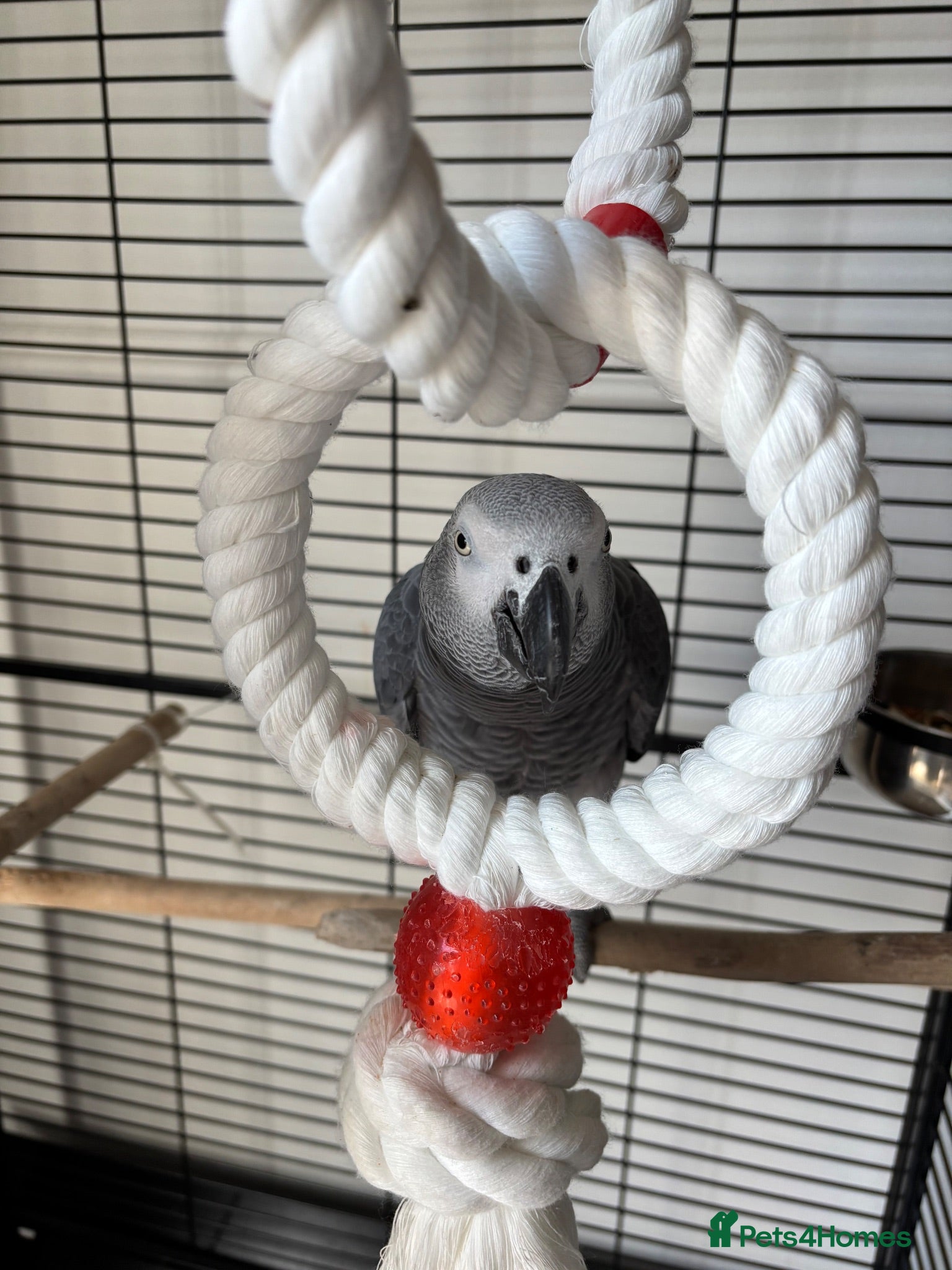 Parrots birds African grey  - Advert 2