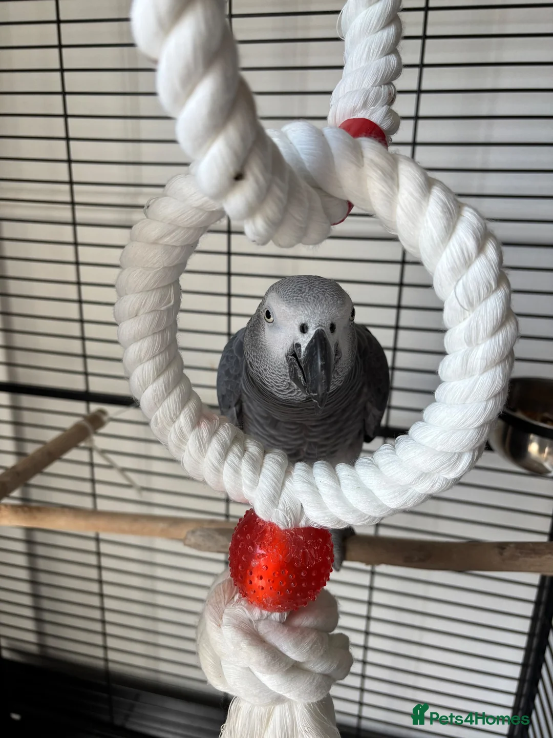 Parrots birds for sale: African grey  - Advert 2