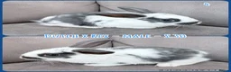 Mixed Breed rabbits for sale: Dutch x Rex Baby Rabbits - Advert 6