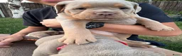 Olde English Bulldogge dogs for sale:  Olde English Bulldog Puppies L - Advert 23