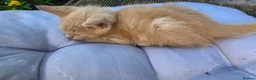 Mixed Breed cats for sale: Kittens for sale - Advert 4