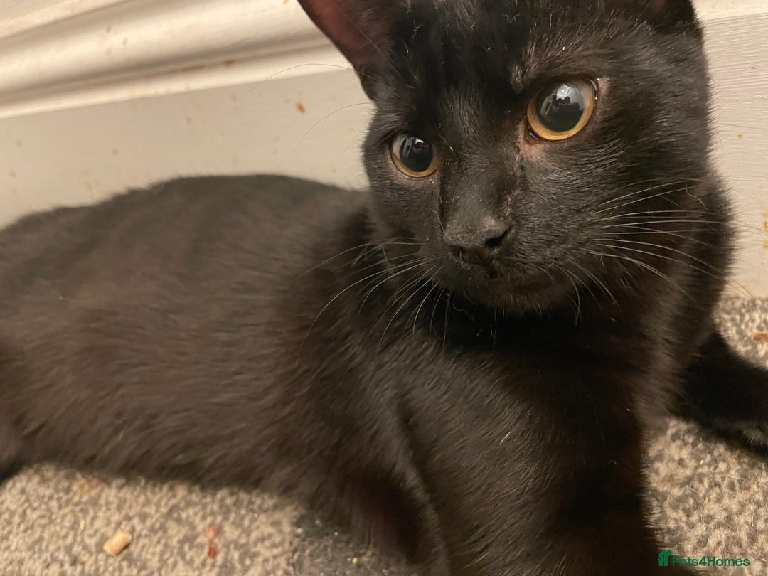 Mixed Breed cats for sale: *Free££* Beautiful brothers looking loving home - Advert 2