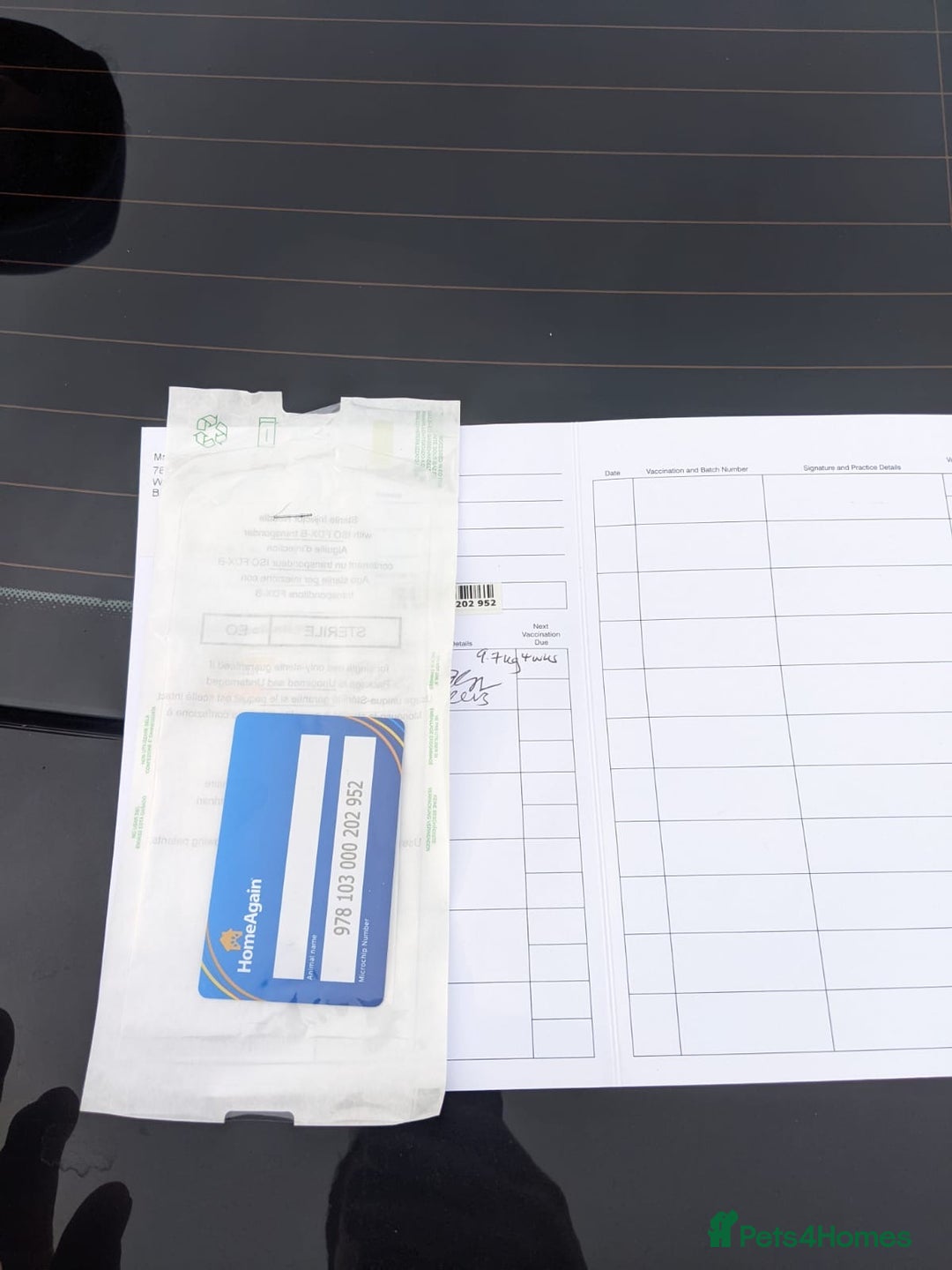 Belgian Shepherd Dog dogs for sale: Belgian Shepherd (Malinois) - Advert 7