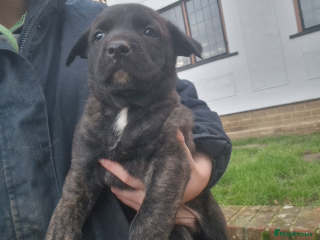 Mixed Breed dogs for sale: Dutch shepered X Doberman x malinois puppys  - Advert 5
