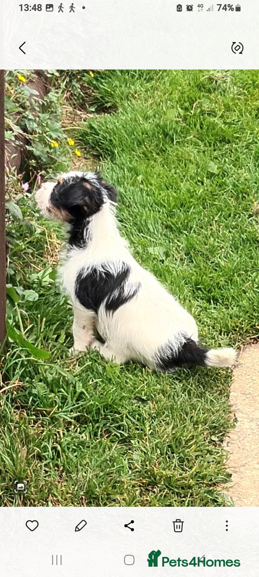Jack Russell dogs for sale: Jack Russell pups for sale - Image 15