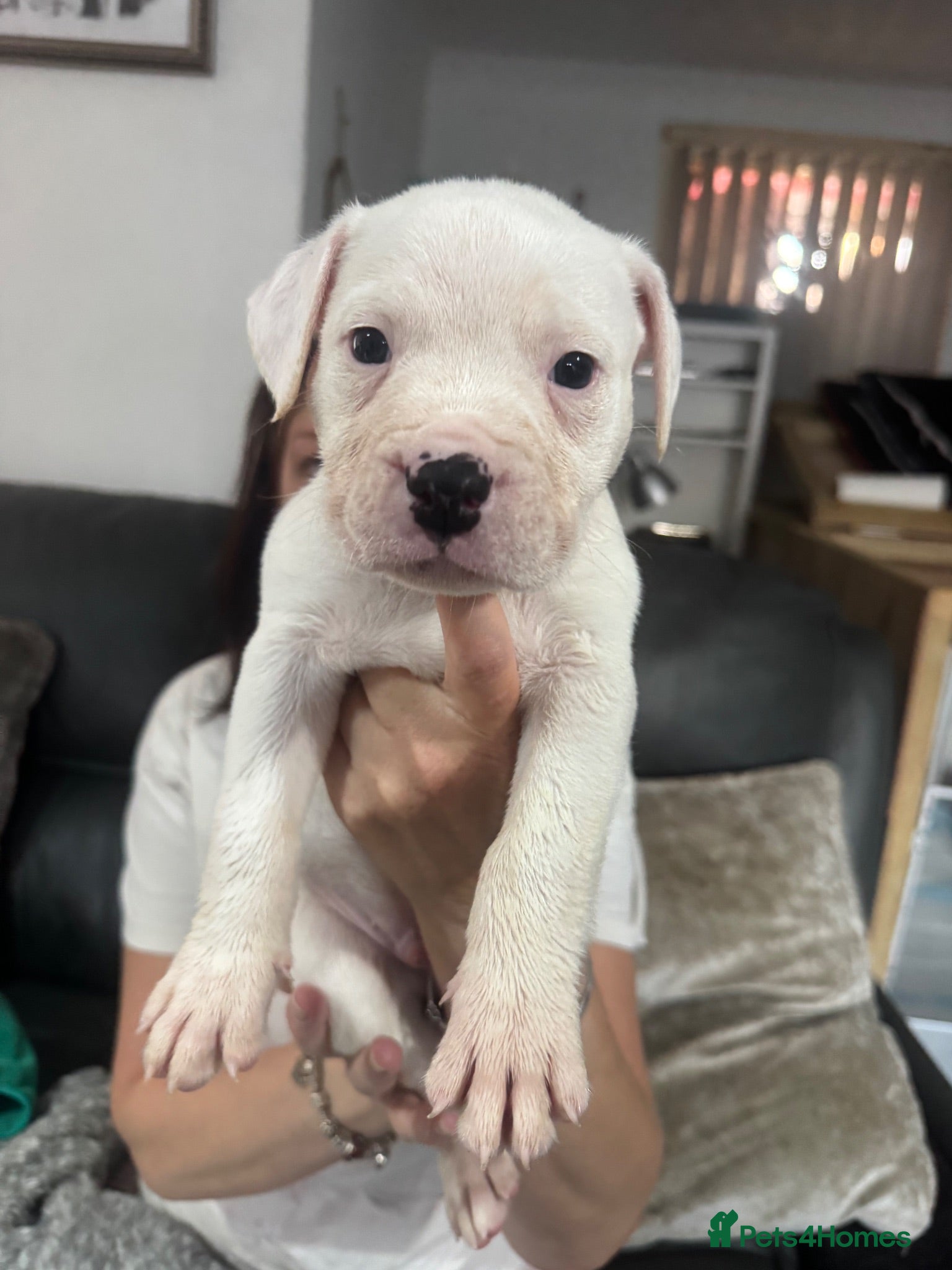 American Bulldog dogs ❤️AMERICAN BULLDOG PUPPIES – 6 BOYS & 3 GIRLS ❤️🐾 - Advert 9