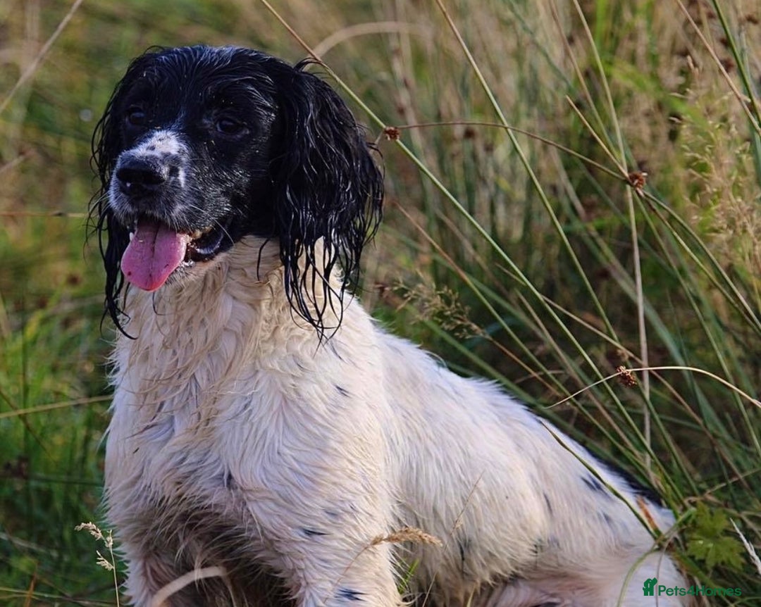 English Springer Spaniel dogs for stud: ⭐️🏆Handsome Health Tested B&W Stud⭐️🏆 in Malmesbury - Image 1