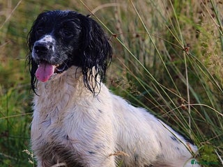 English Springer Spaniel dogs in Malmesbury - Advert 21