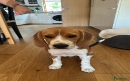 Beagle dogs for sale: Beautiful boy Beagle nearly 6 months old  - Image 7