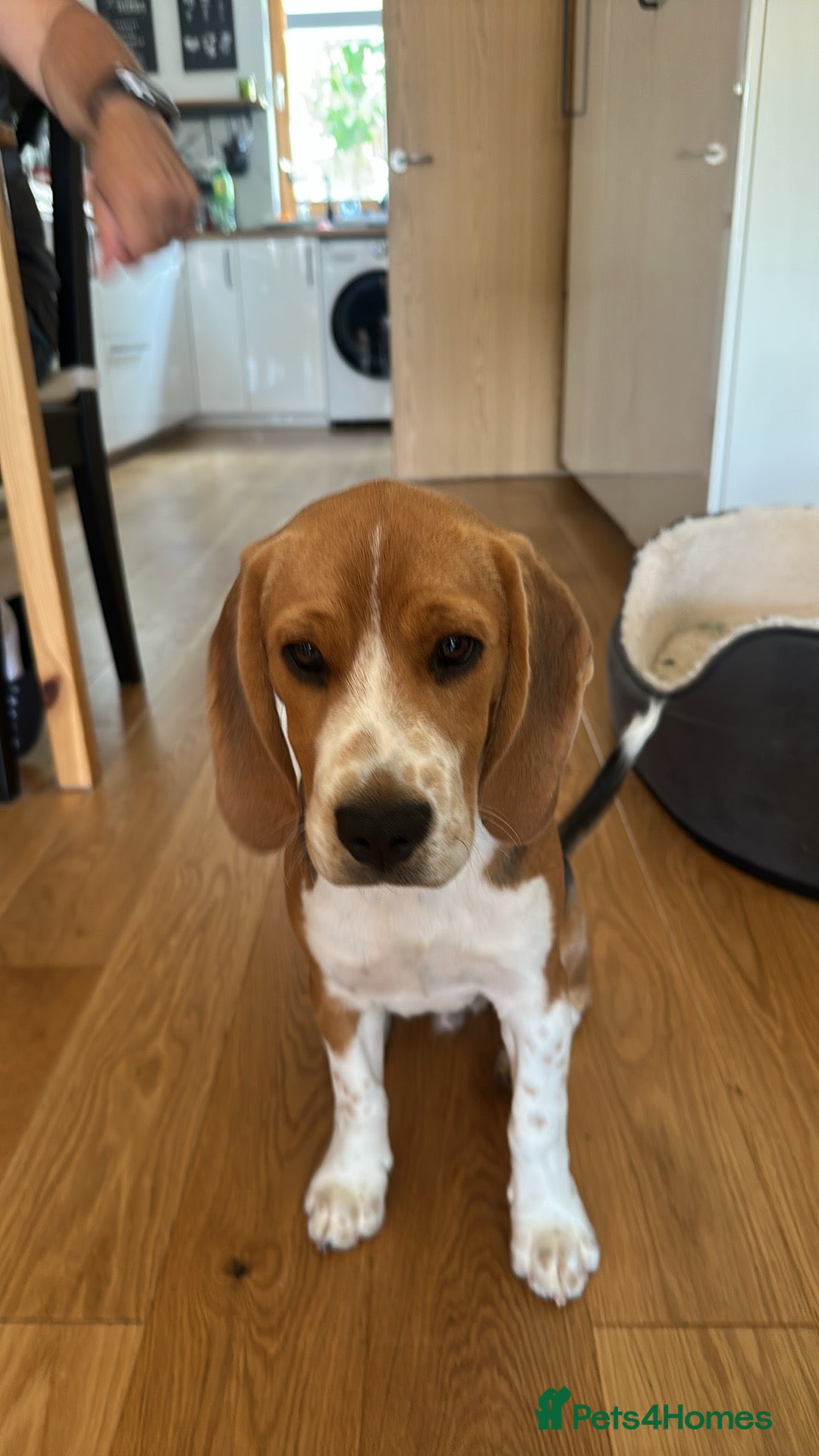 Beagle dogs for sale: Beautiful boy Beagle nearly 6 months old  - Image 7