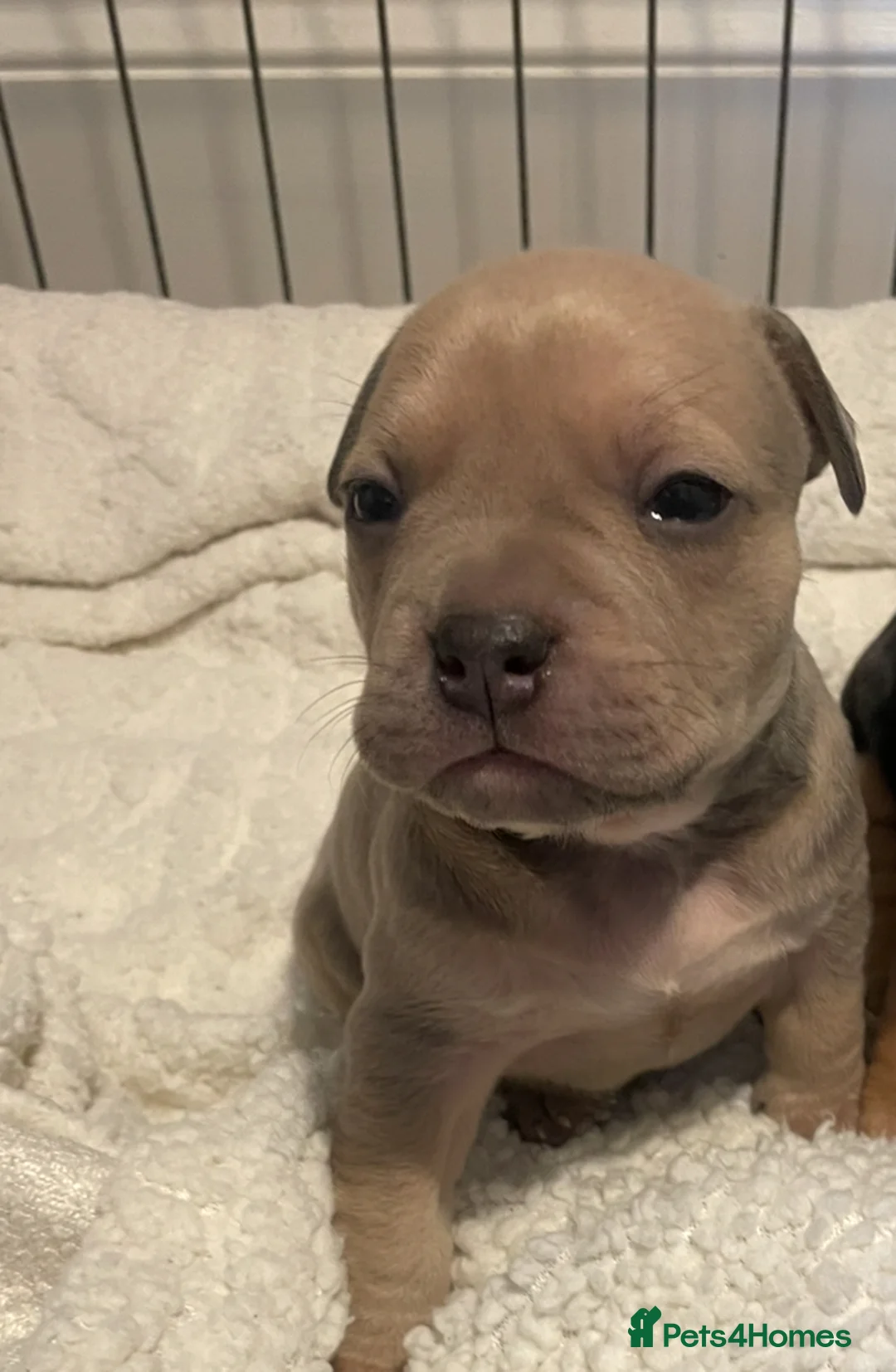 Mixed Breed dogs for sale: 6 weeks old and looking for their forever homes. - Advert 2