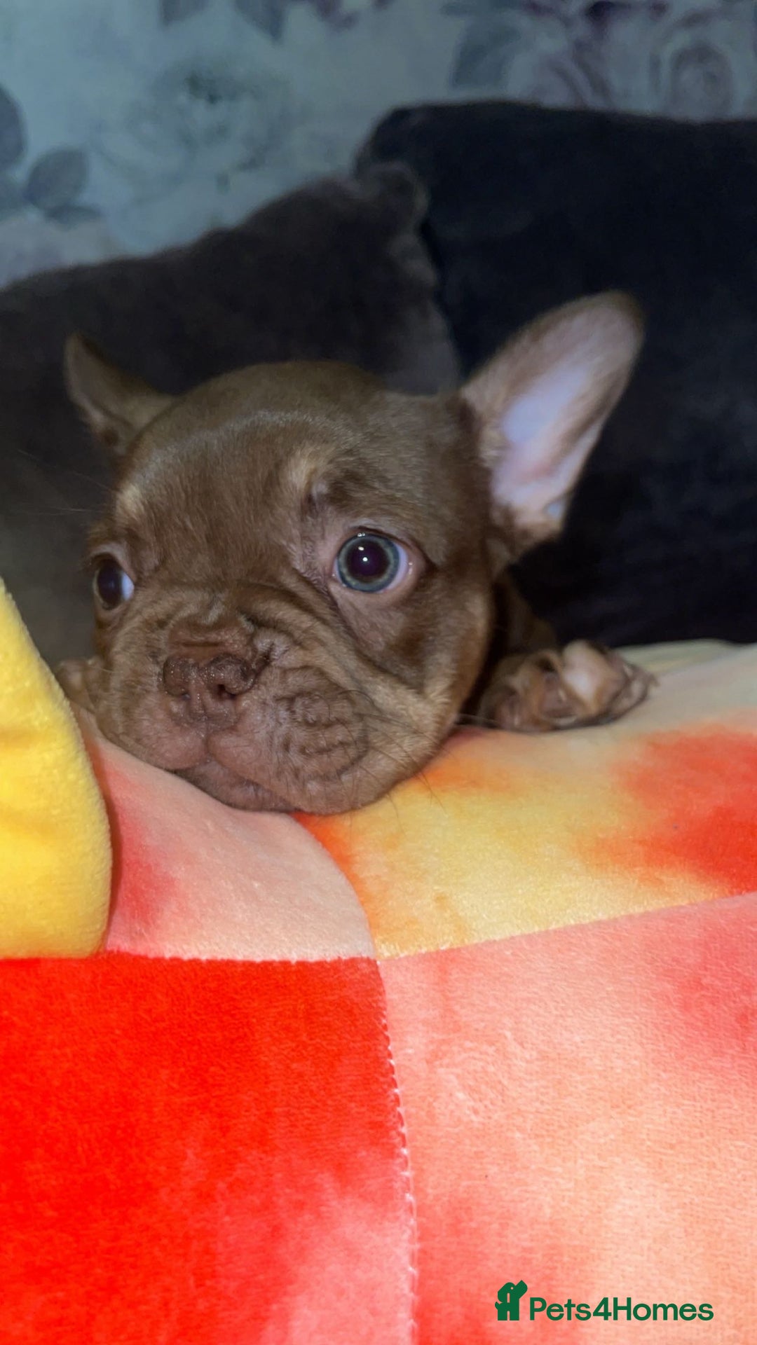 French Bulldog dogs for sale: 2 female French bulldog puppies for sale  - Advert 4