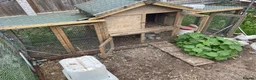 Chickens poultry for sale: Pekin Bantam chickens  - Advert 3