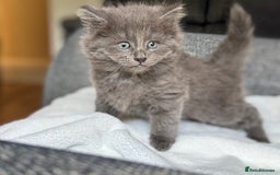 British Longhair cats for sale: beautiful kittens looking for forever home - Image 2