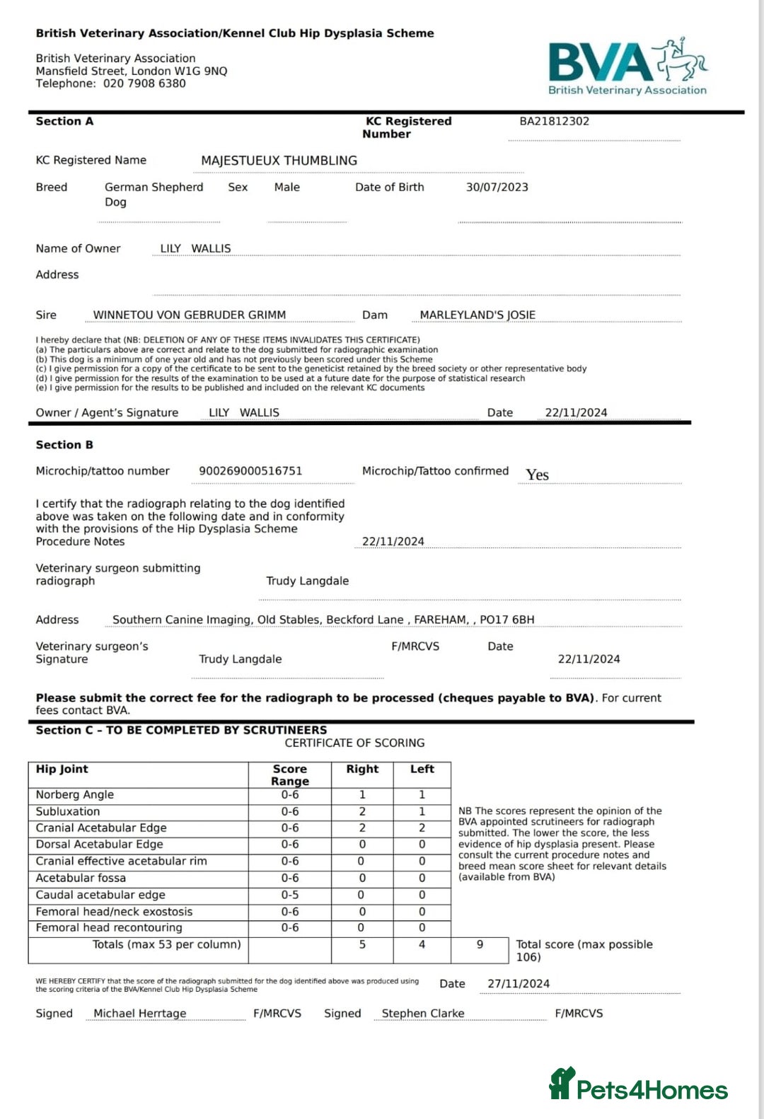 German Shepherd dogs for sale: KC GSD long coat.  Fantastic bloodlines.  - Advert 23