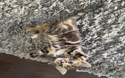 Mixed Breed cats for sale: Kittens looking for forever home  - Image 5