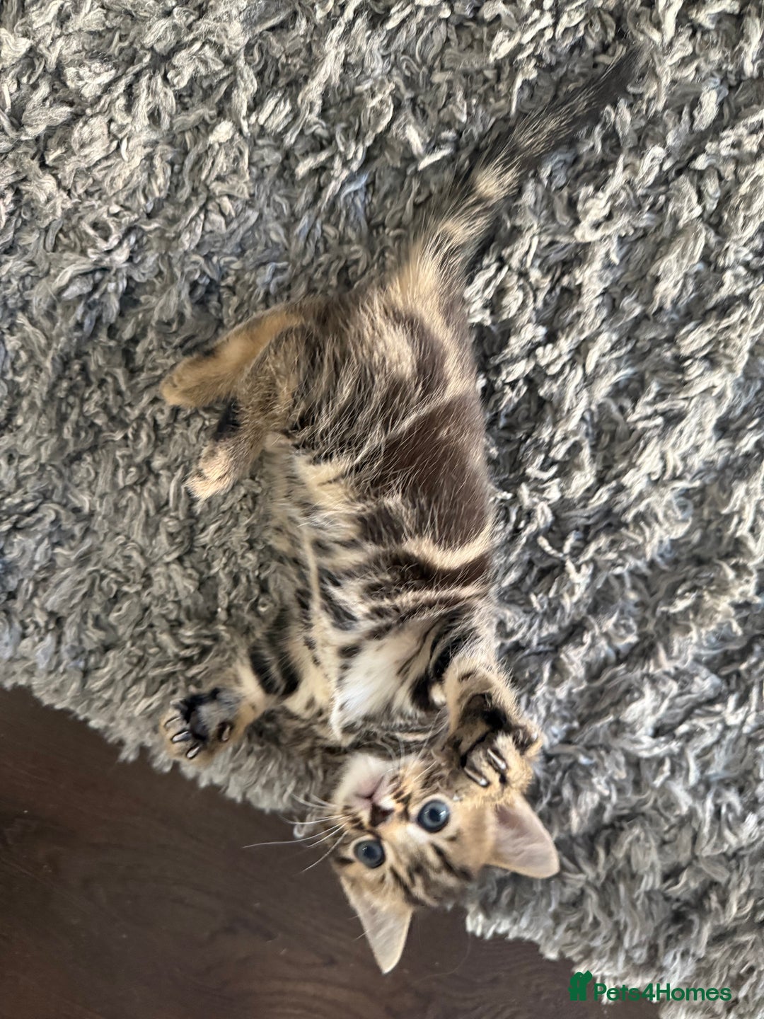 Mixed Breed cats for sale: Kittens looking for forever home  - Image 5