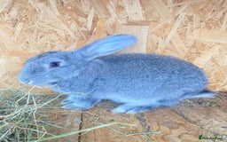 Continental Giant rabbits for sale: Continental Giant Female – 3 Months Old  - Image 1