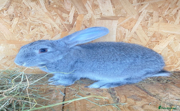 Continental Giant rabbits - Advert 1