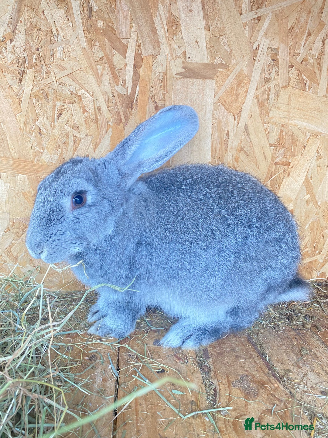 Continental Giant rabbits for sale: Continental Giant Female – 3 Months Old  - Image 1