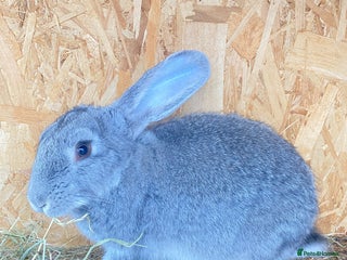 Continental Giant rabbits - Advert 20