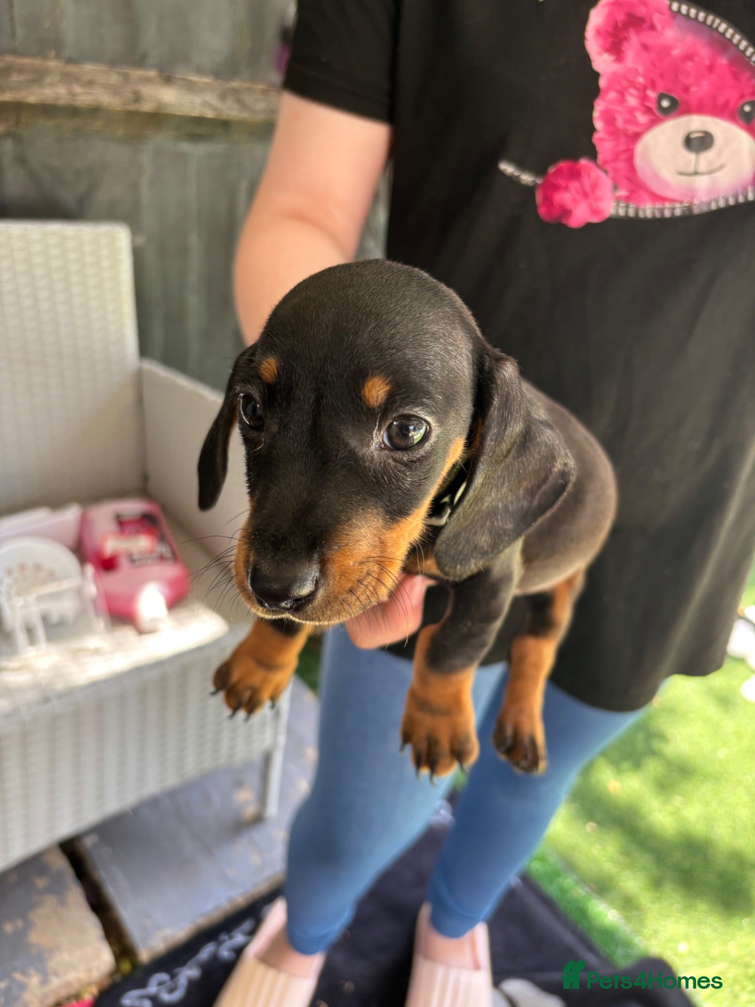 Dachshund dogs 1 beautiful Dacshund boys  Black and Tans left  - Advert 9